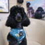 Dino Rawr Dog Harness, thumbnail 9 of 12