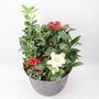 Polka Dot Begonia – Begonia Maculata 12cm Pot, thumbnail 8 of 9