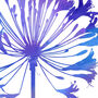 Agapanthus Number One, Fine Art Print, thumbnail 4 of 4