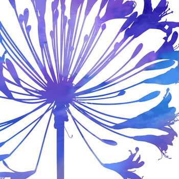 Agapanthus Number One, Fine Art Print, 4 of 4