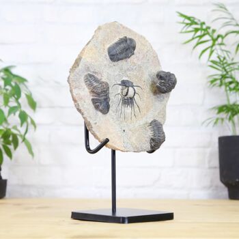 Horned And Reedops Trilobite Collection Bespoke Steel Stand Real Authentic Jurassic Dinosaur Fossil Natural History Interior Design Home Decor Display Gift Ornament, 3 of 6