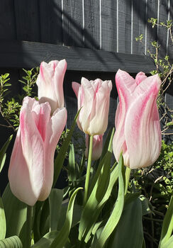 Tulip Holland 15 Pink And White Lily Flowered Tulip Bulbs, 2 of 3