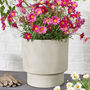 Noma Beige Footed Planter, thumbnail 2 of 4
