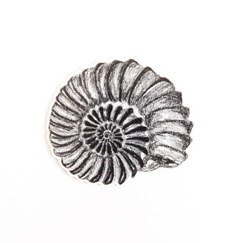 Ammonite Sticker, 2 of 4