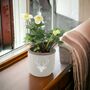 Hellebore In Stag Pot – Winter Flowering Plant Gift 12cm, thumbnail 1 of 3