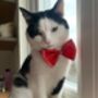 Valentines Red Sparkle Pet Bow Tie, thumbnail 7 of 7