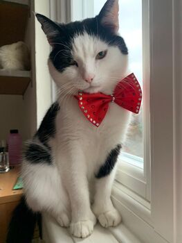 Valentines Red Sparkle Pet Bow Tie, 7 of 7