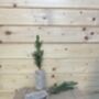 Real Christmas Tree, Norway Spruce Tree, Plug Plants, thumbnail 2 of 3