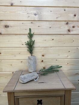 Real Christmas Tree, Norway Spruce Tree, Plug Plants, 2 of 3
