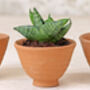 Egg Cup Terracotta Plant Pot Set, thumbnail 3 of 3