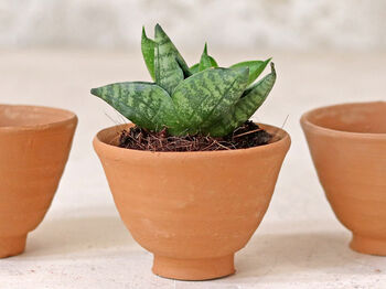 Egg Cup Terracotta Plant Pot Set, 3 of 3