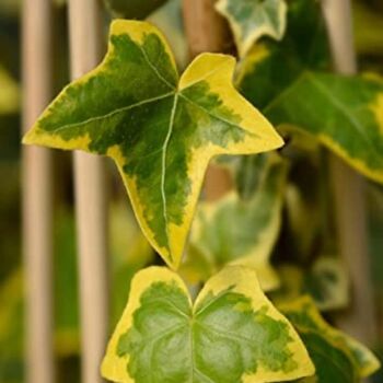 Houseplant Variegated Ivy 'Goldchild', 6 of 6