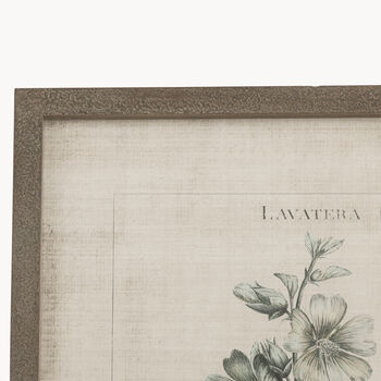 Brookby Set Of Two Framed Lavatera Wall Art, 2 of 3