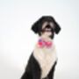 Pink Or Blue Dog Collar Bow Tie, thumbnail 3 of 7