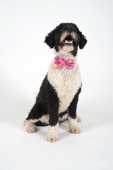 Pink Or Blue Dog Collar Bow Tie, 3 of 7