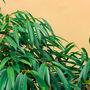 Houseplant Ficus Alii Narrow Leaf Fig 5 L Pot, thumbnail 4 of 4