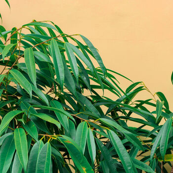 Houseplant Ficus Alii Narrow Leaf Fig 5 L Pot, 4 of 4