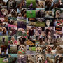 Personalised Portrait For Pet Lovers, thumbnail 2 of 7