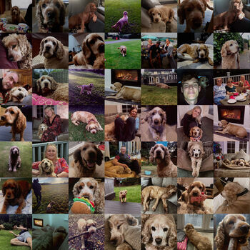 Personalised Portrait For Pet Lovers, 2 of 7