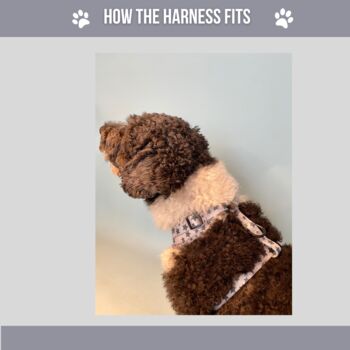 Grey Star Dog Harness, 5 of 5