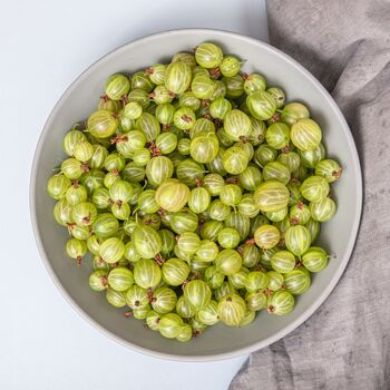 Gooseberry Plants, 'Invicta' In Two Litre Pots, 4 of 4
