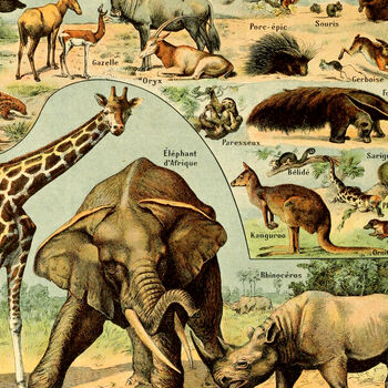 Vintage Mammals School Chart Wall Art Print, 4 of 4