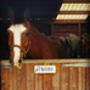 Personalised Stable Door Name Plate Jumping Dressage, thumbnail 1 of 3