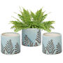 Set Of Three Ceramic Fern Plant Pots, thumbnail 2 of 8