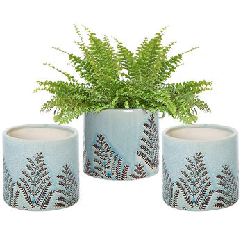 Set Of Three Ceramic Fern Plant Pots, 2 of 8