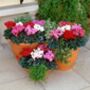 Cyclamen Mixed 6 Pack X2 12 Plants, thumbnail 3 of 6