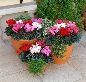 Cyclamen Mixed 6 Pack X2 12 Plants, 3 of 6