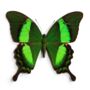 Emerald Swallowtail Butterfly Moth Insect Bug Entomology Taxidermy Box Frame, thumbnail 2 of 4