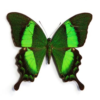 Emerald Swallowtail Butterfly Moth Insect Bug Entomology Taxidermy Box Frame, 2 of 4