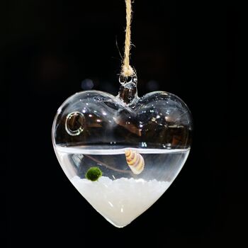 Hanging Glass Heart Marimo Moss Ball Terrarium, 2 of 4