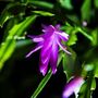 Christmas Cactus 'Purple Dancer' One X 13cm Pot, thumbnail 10 of 11