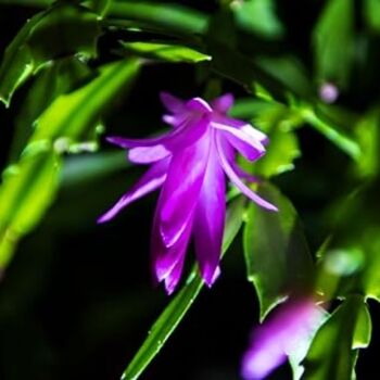 Christmas Cactus 'Purple Dancer' One X 13cm Pot, 10 of 11