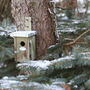 Handcrafted Wooden Wren Nesting Box – Fsc Pinewood, thumbnail 4 of 4