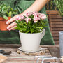 Gardening Tea Cup Planter Gift, thumbnail 1 of 7