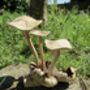 Wooden Mushrooms Ornament For Garden, thumbnail 6 of 6