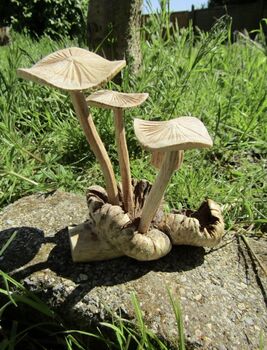Wooden Mushrooms Ornament For Garden, 6 of 6