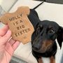 New Baby Personalised Dog Biscuits Gift, thumbnail 1 of 4