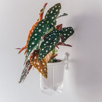 Flo, Self Watering Ceramic And Glass Wall Mount Planter, 2 of 12