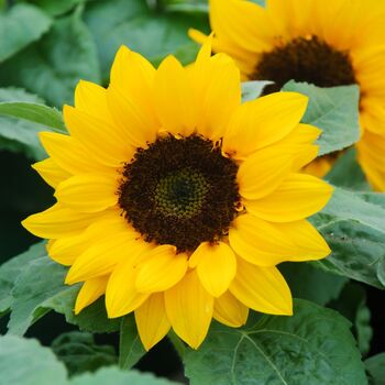 Sunflower Sunrich Orange, Full Plants In 9cm Pots, 3 of 5