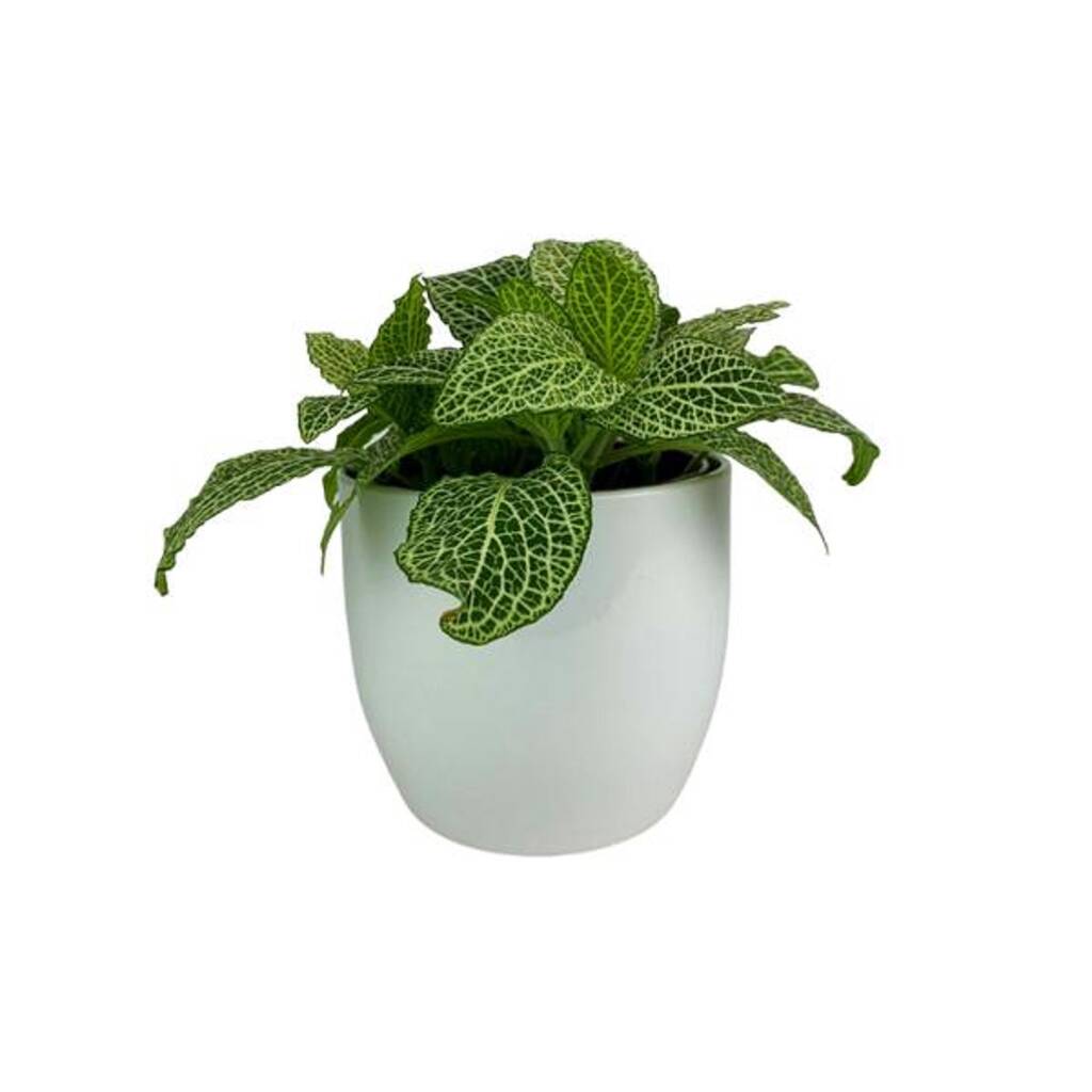 Fittonia White Anne In White Pot By Plants By Post