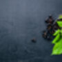 Blackcurrant Plants, 'Ben Sarek', thumbnail 3 of 12