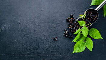 Blackcurrant Plants, 'Ben Sarek', 3 of 12