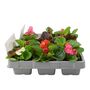 Begonia Semperflorens Mixed 12 Plants 2 X 6 Pack Bedding, thumbnail 2 of 3