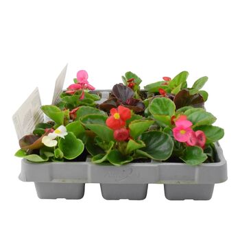 Begonia Semperflorens Mixed 12 Plants 2 X 6 Pack Bedding, 2 of 3