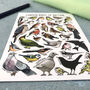 Garden Birds Of Britain Illustrated Postcard, thumbnail 9 of 11