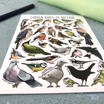 Garden Birds Of Britain Illustrated Postcard, 9 of 11